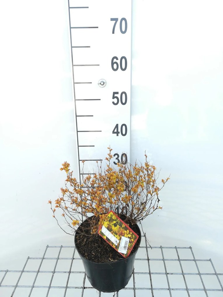 Spiraea japonica 'Golden Princess' - pot 3L - 25-30 cm