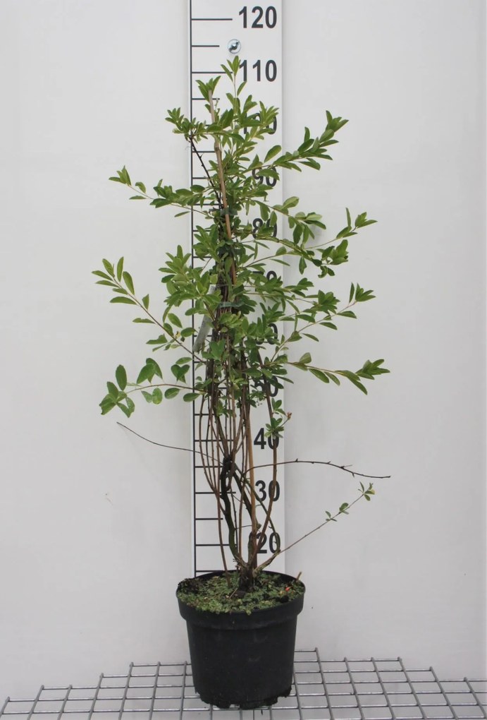 Exochorda 'The Bride' - pot - 80-100 cm