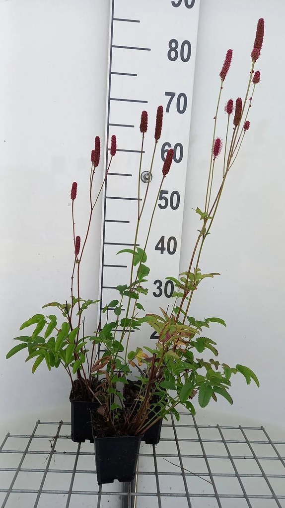 Sanguisorba 'Blackthorn' - pot 9x9 cm -