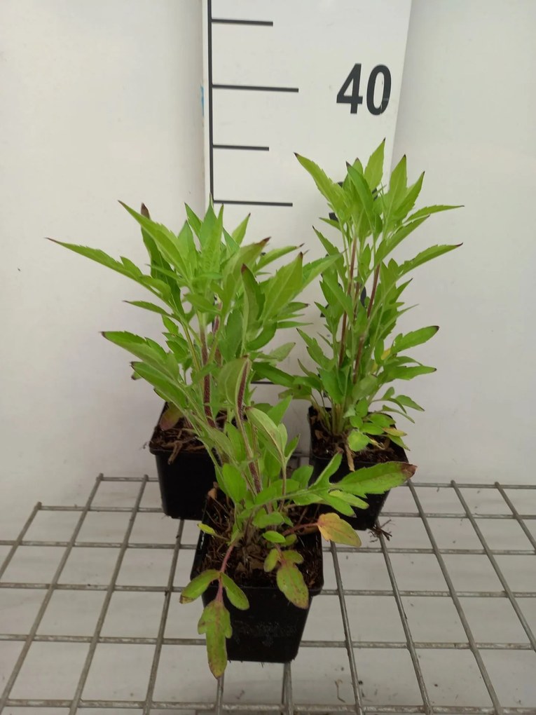 Rudbeckia triloba - pot 9x9 cm -
