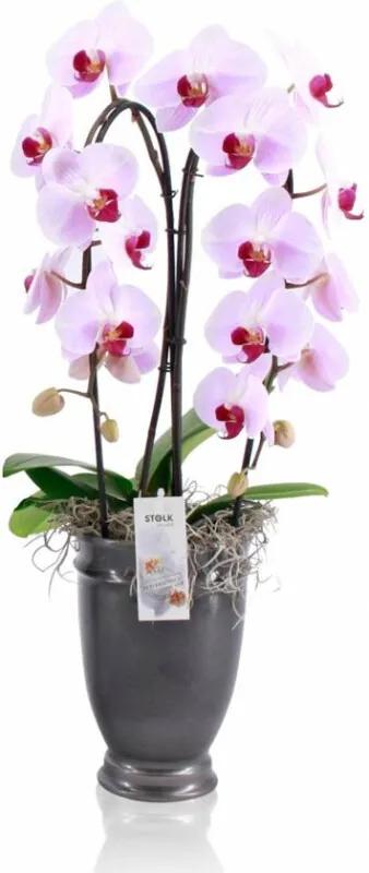 Orchidee Nikita 2 Tak Cascade Roze