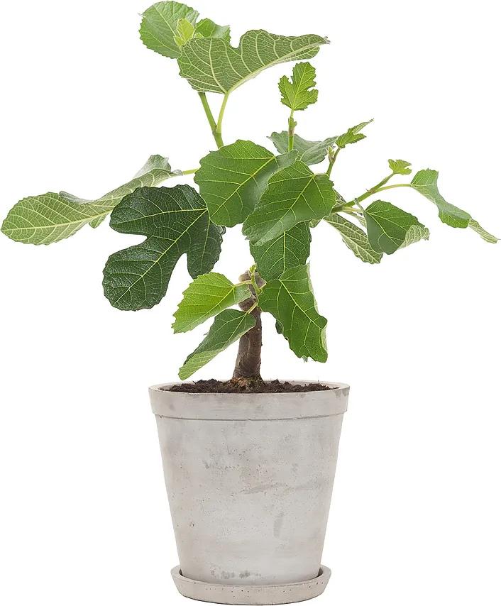 Vijgenboom (Ficus Carica) incl. Soft grey pot