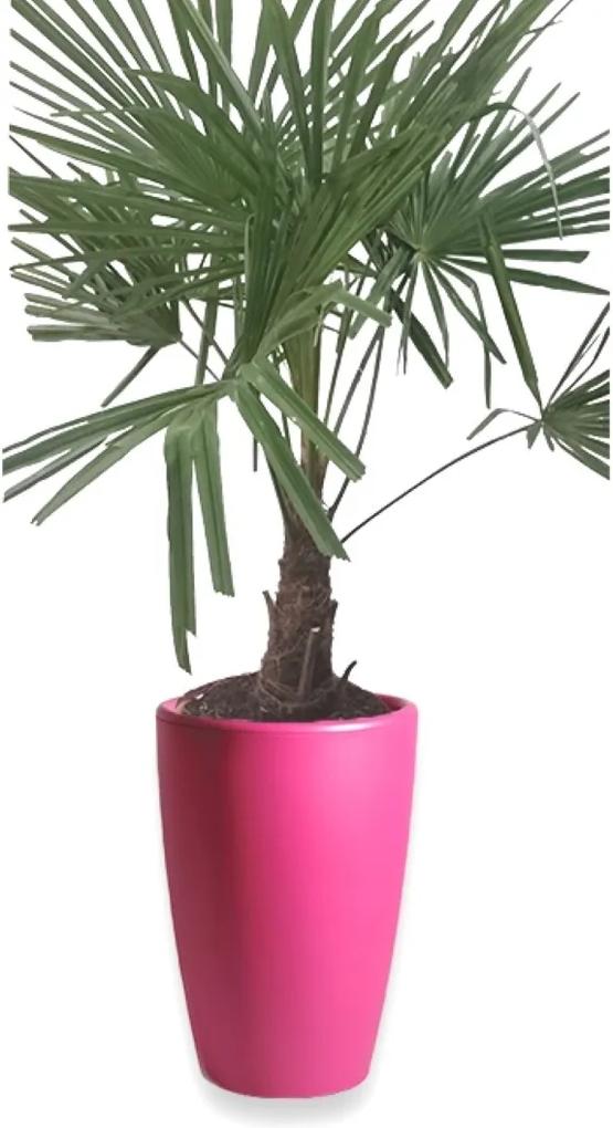 Winterharde Palmboom stamhoogte 30 cm en hoogte 120 cm in Essence vaas fuchsia 45 x 66,5 cm Mcollections Warentuin Natuurlijk