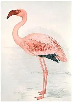 Muurdecoratie Greater Flamingo - 120 x 80 cm