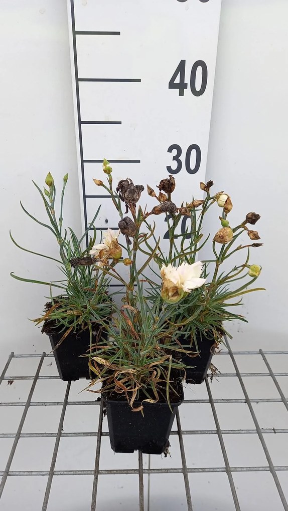 Dianthus 'Devon Cream' - pot 9x9 cm