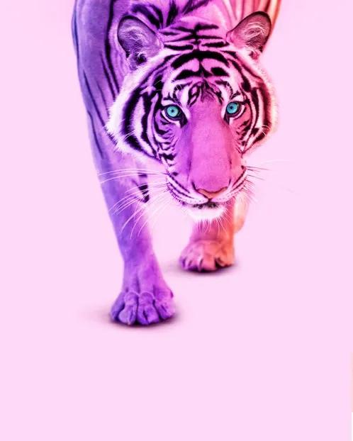 Color Tiger