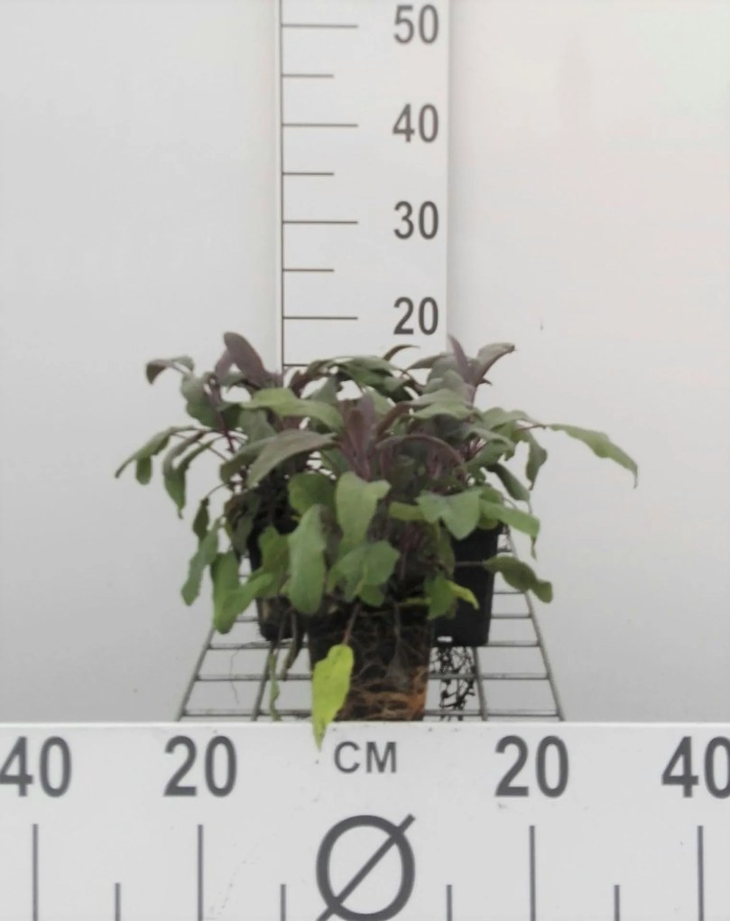 Rode salie, paarse salie - pot 9x9 cm (Salvia officinalis 'Purpurascens') -