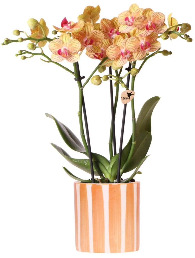 Orchidee (Phalaenopsis) inclusief pot 'Painted Stripe'