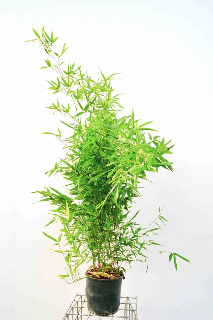Phyllostachys bissetii - pot 10L - 125-150 cm