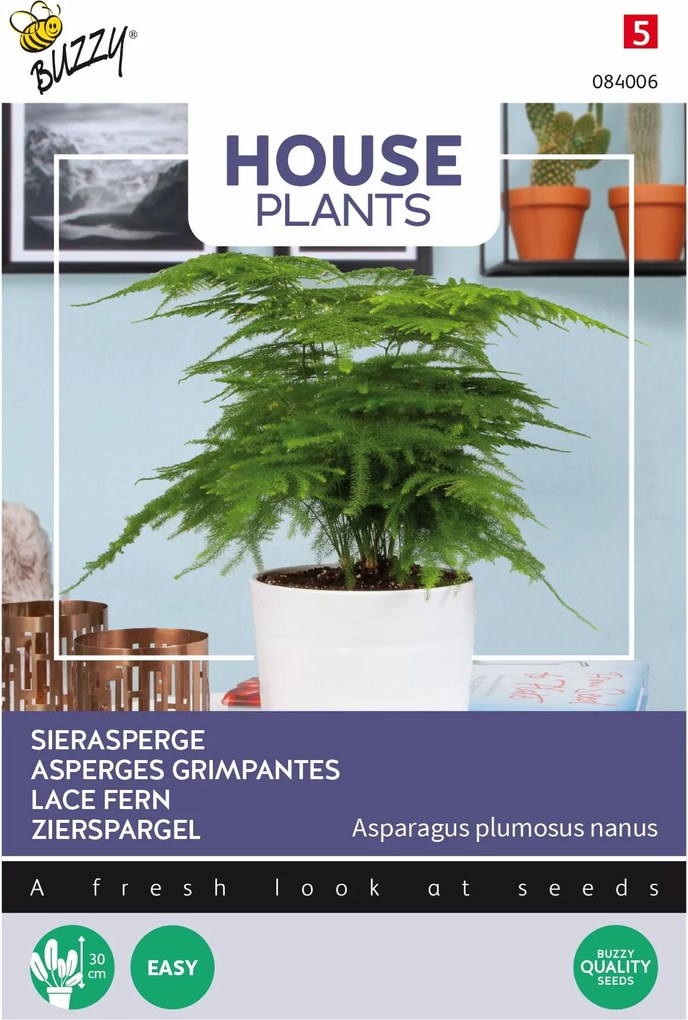 Buzzy® Kamerplant - Sierasperge zaden - Plumosus nanus
