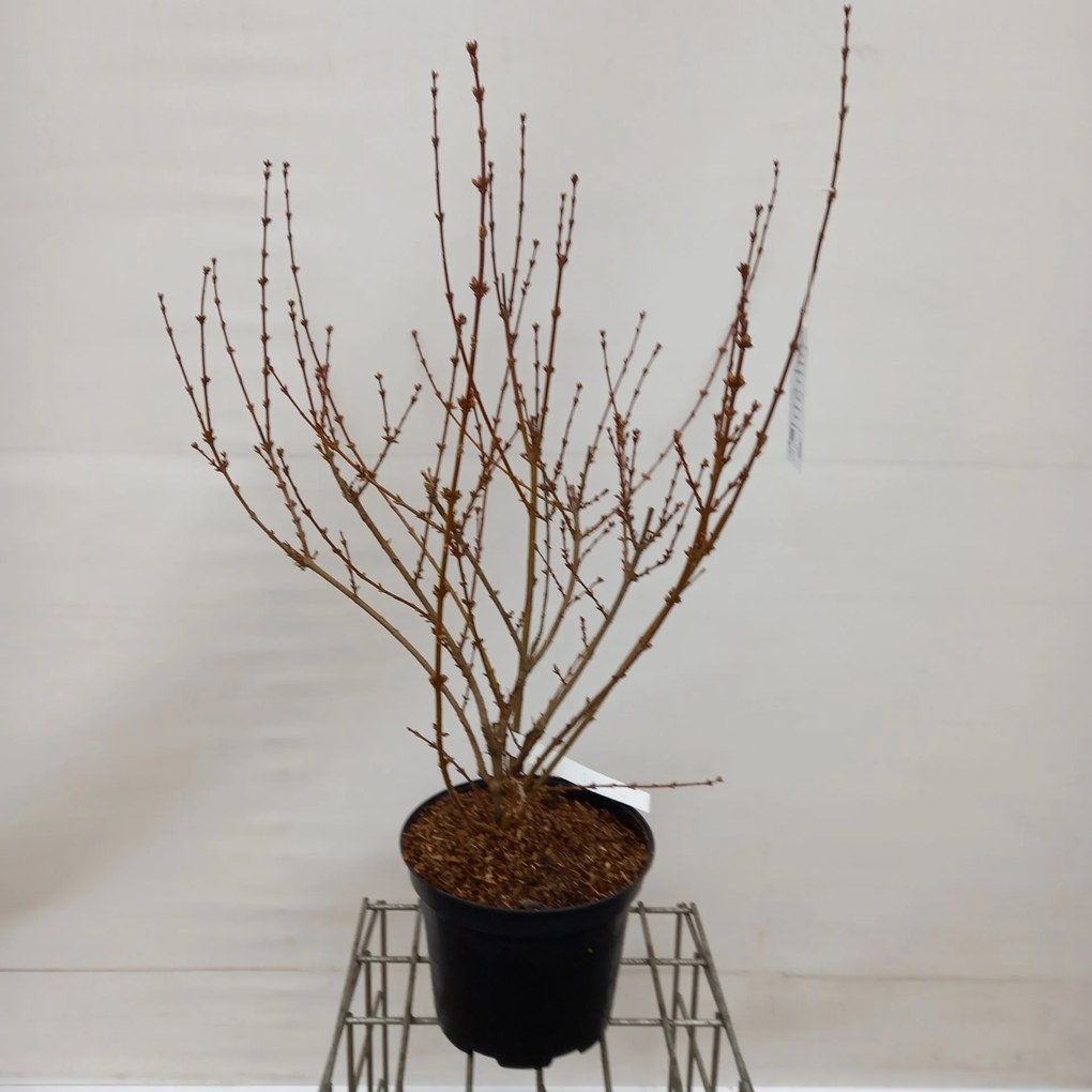 Forsythia x intermedia 'Spectabilis' - pot 10L - 80-100 cm