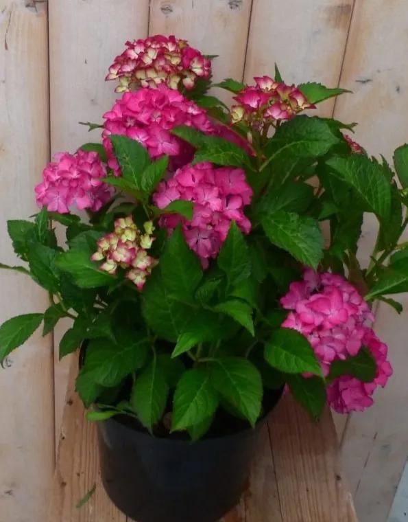 Hortensia Hydrangea roze 40 cm