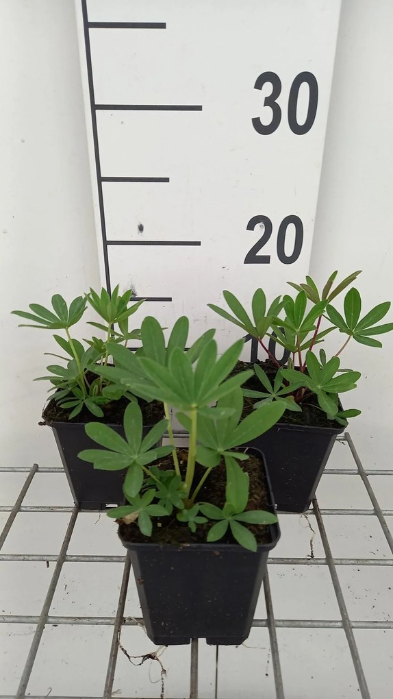 Lupinus 'The Chatelaine' - pot 9x9 cm