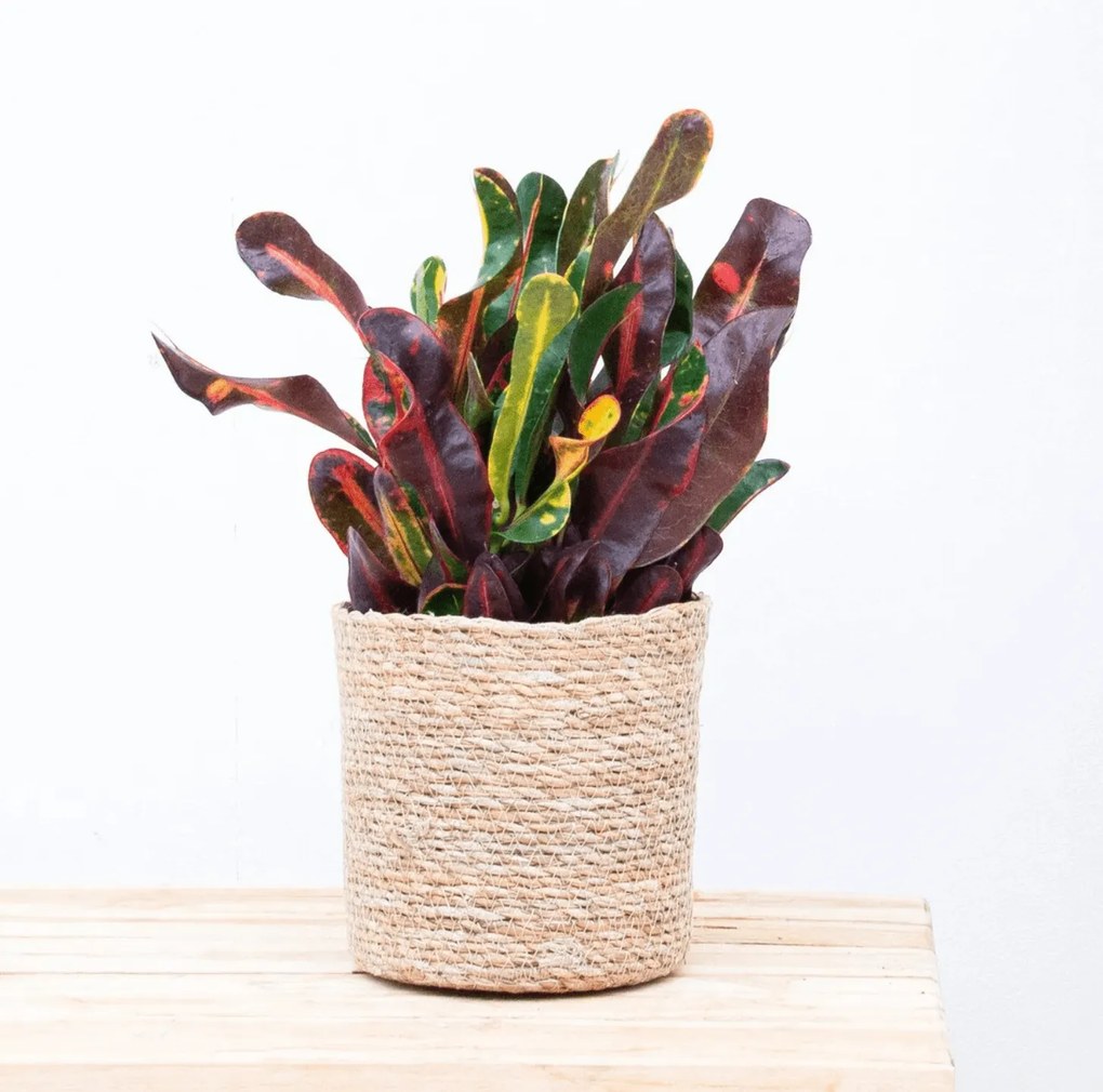 Croton Codiaeum'Mammi'dark - 30cm