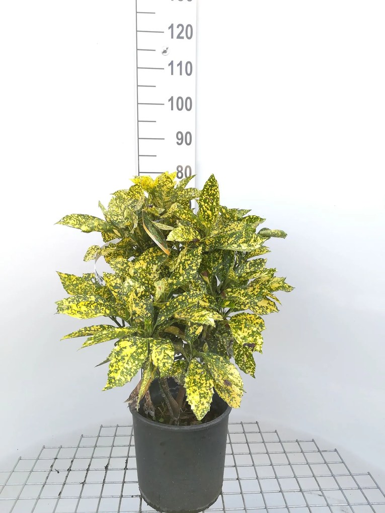 Aucuba japonica 'Crotonifolia' - pot 10L - 60-80 cm