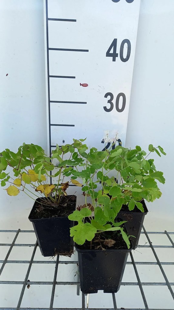 Thalictrum aquilegifolium - pot 9x9 cm -