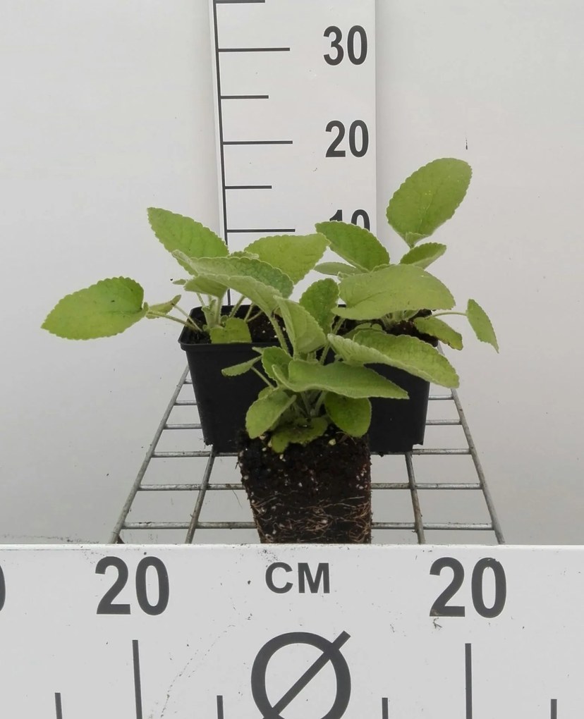 Phlomis russeliana - pot 9x9 cm -