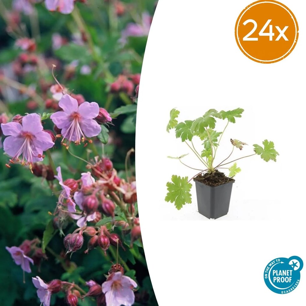 24x Geranium macr. 'Ingwersen's Var.' - ↕10-25cm - Ø9cm