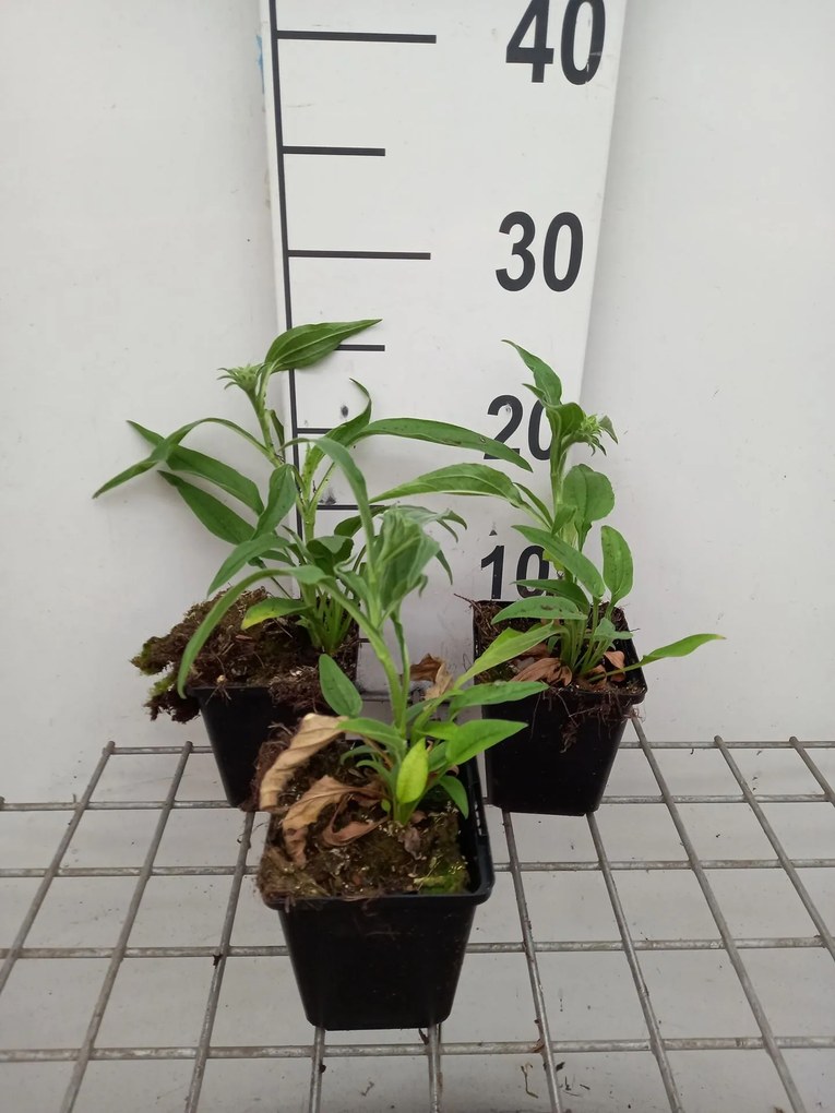 Echinacea 'APECSSIWH' (Sunseekers White) - pot 9x9 cm