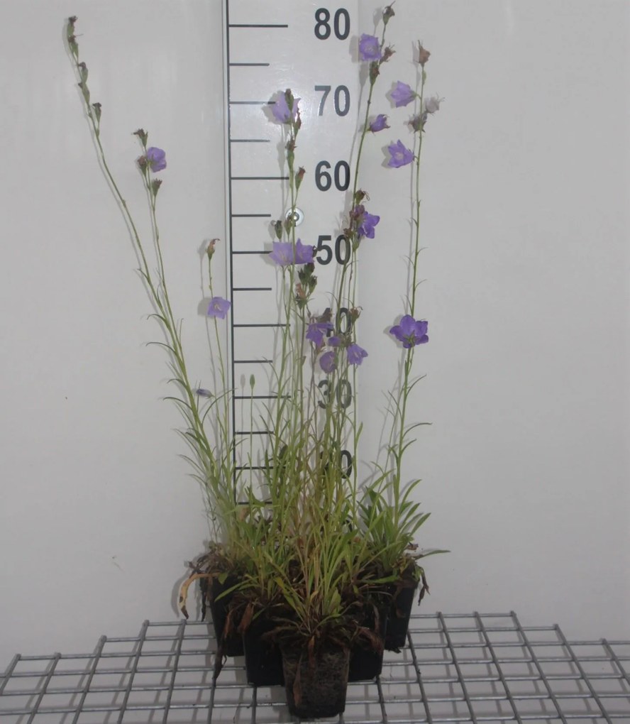 Campanula persicifolia 'Grandiflora Coerulea' - pot 9x9 cm -