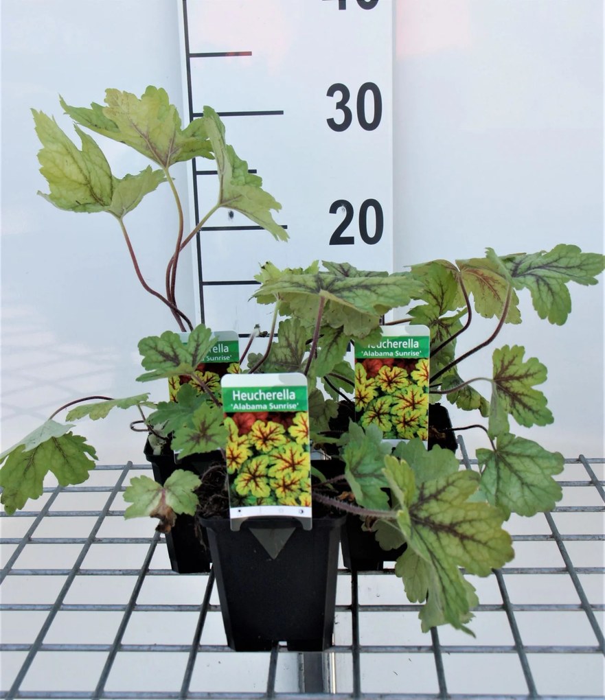 x Heucherella 'Alabama Sunrise' - pot 9x9 cm