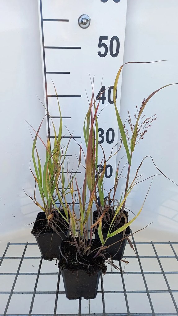 Panicum virgatum 'Strictum' - pot 9x9 cm