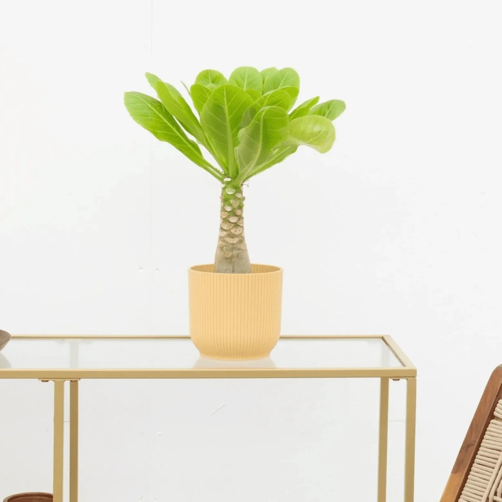 Brighamia insignis 'Hawaii Palm' - 25cm