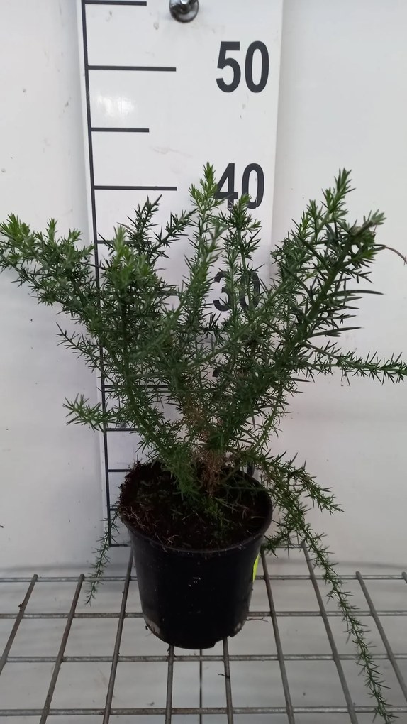 Ulex europaeus - pot - 15-20 cm -
