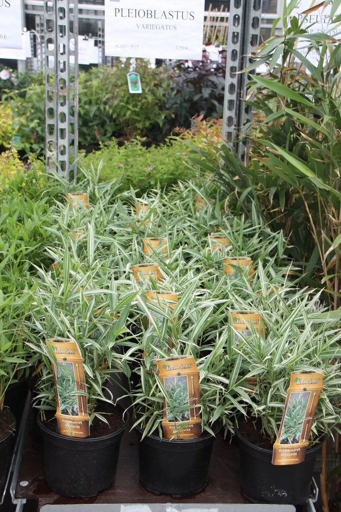 Pleioblastus variegatus - pot 2L