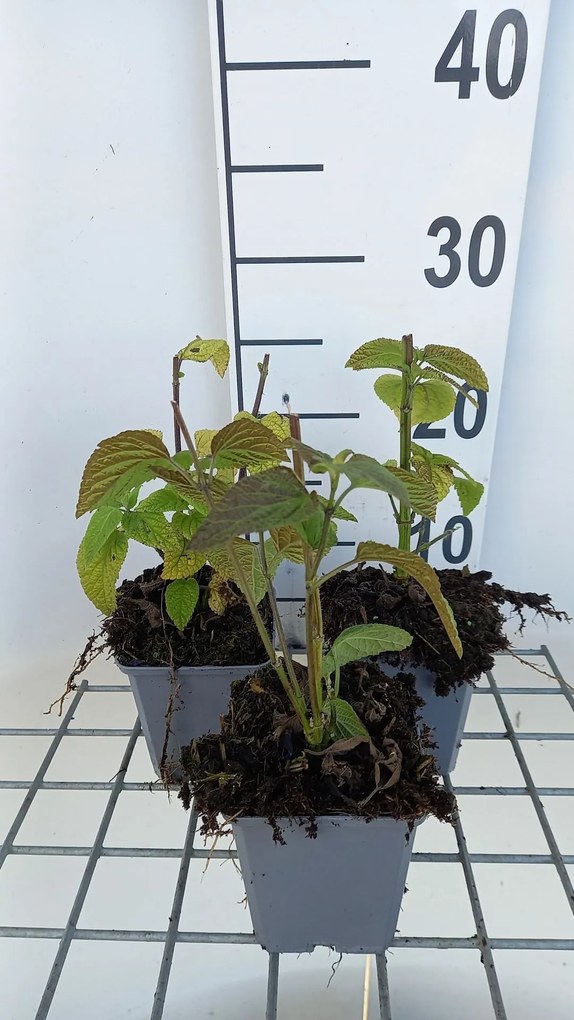 Salvia guaranitica'Black and Blue'- pot 9x9 cm -