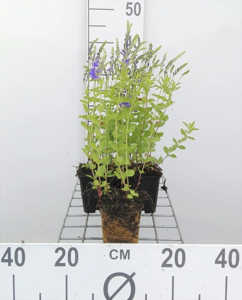 Veronica austriaca 'Knallblau' - pot 9x9 cm