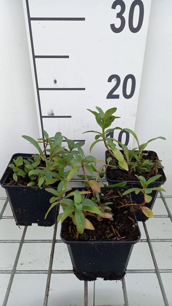 Lysimachia ephemerum - pot 9x9 cm -