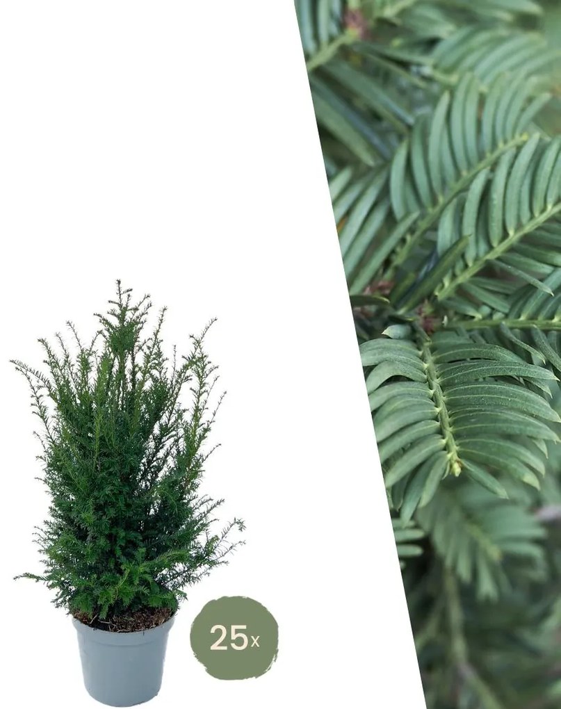 Taxus planten voor 10 meter strekkende haag - 100cm