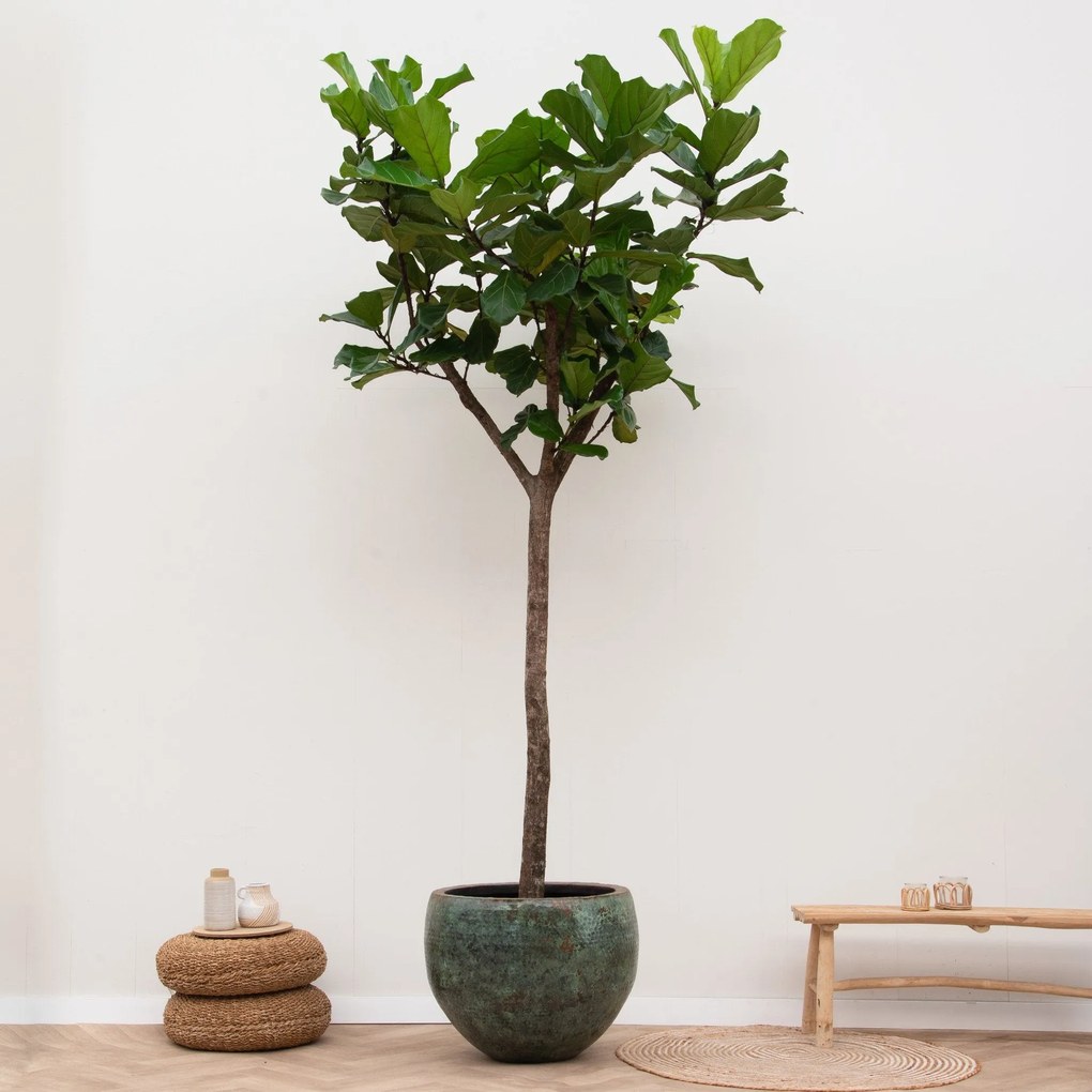 Ficus Lyrata XXXL - 270cm