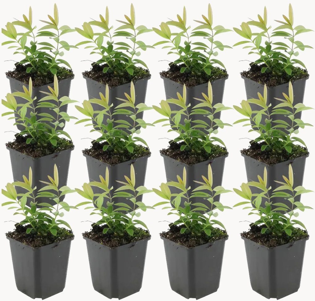 Planten Sint-Janskruid Hypericum Calycinum, 12-delig