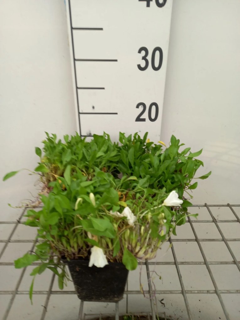 Nierembergia repens - pot 9x9 cm