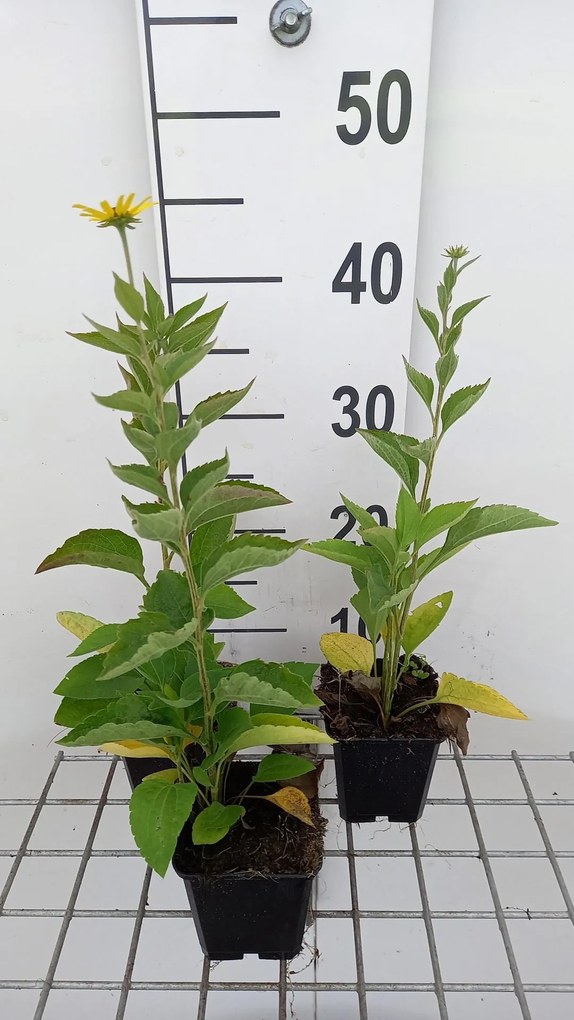 Rudbeckia subtomentosa - pot 9x9 cm