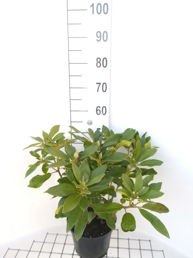 Rhododendron 'Blue Jay' - pot - 40-50 cm