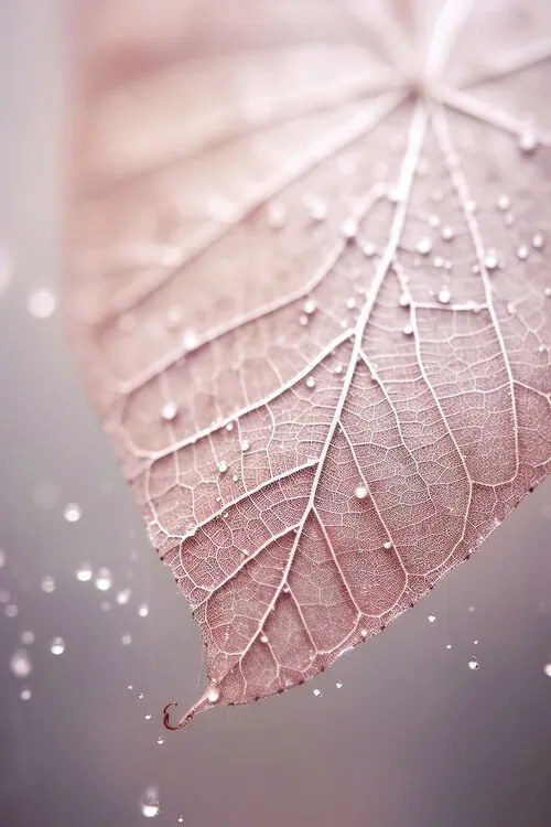 Foto Rosy Leaf, Treechild