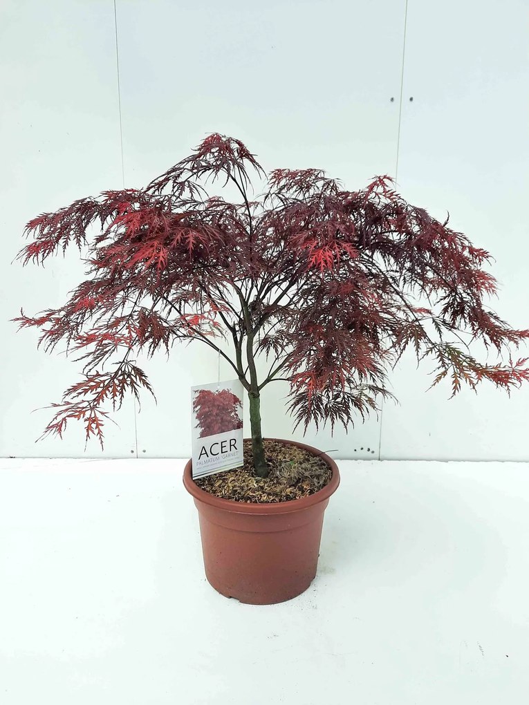 Acer palmatum 'Garnet' - pot 15L - 60-80 cm