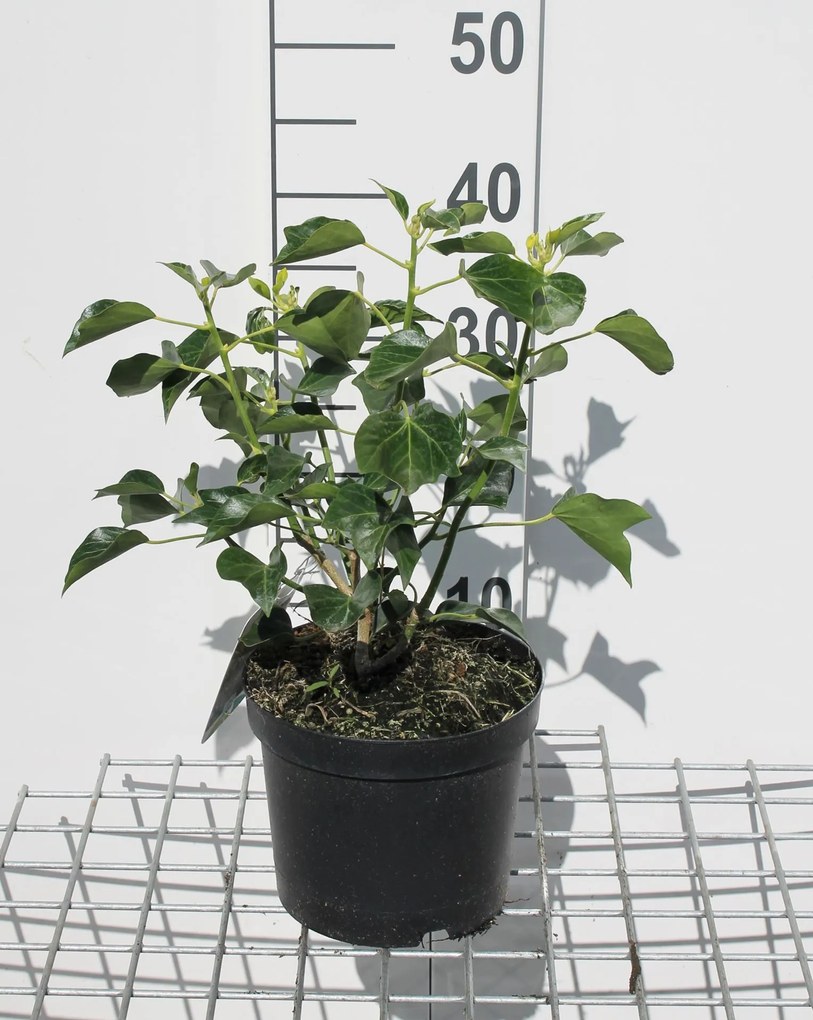 Hedera helix Arborescent Group - pot - 30-40 cm - Struikklimop