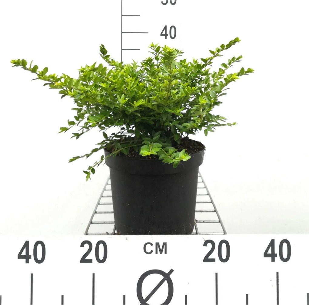 Lonicera nitida 'Maigrün' - pot 3L - 40-50 cm -