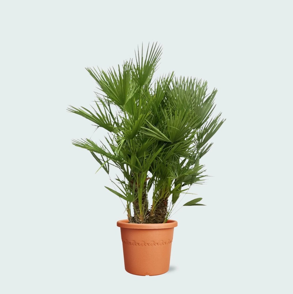 Chamaerops Humilis multistam - 160cm