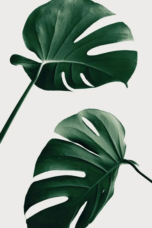 Ilustratie Monstera Natural 46, Studio Collection