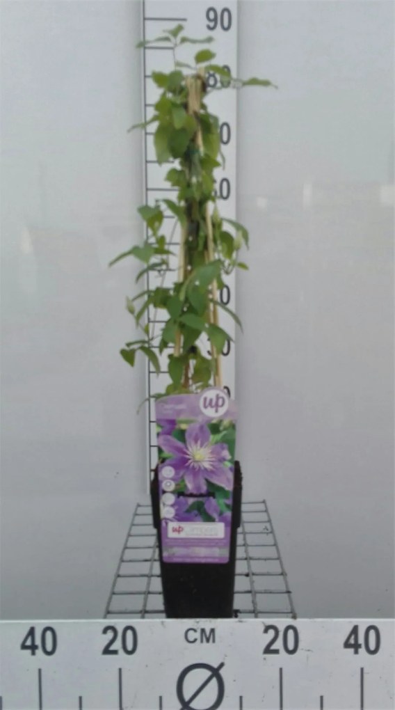 Clematis 'Justa' - pot - 50-60 cm