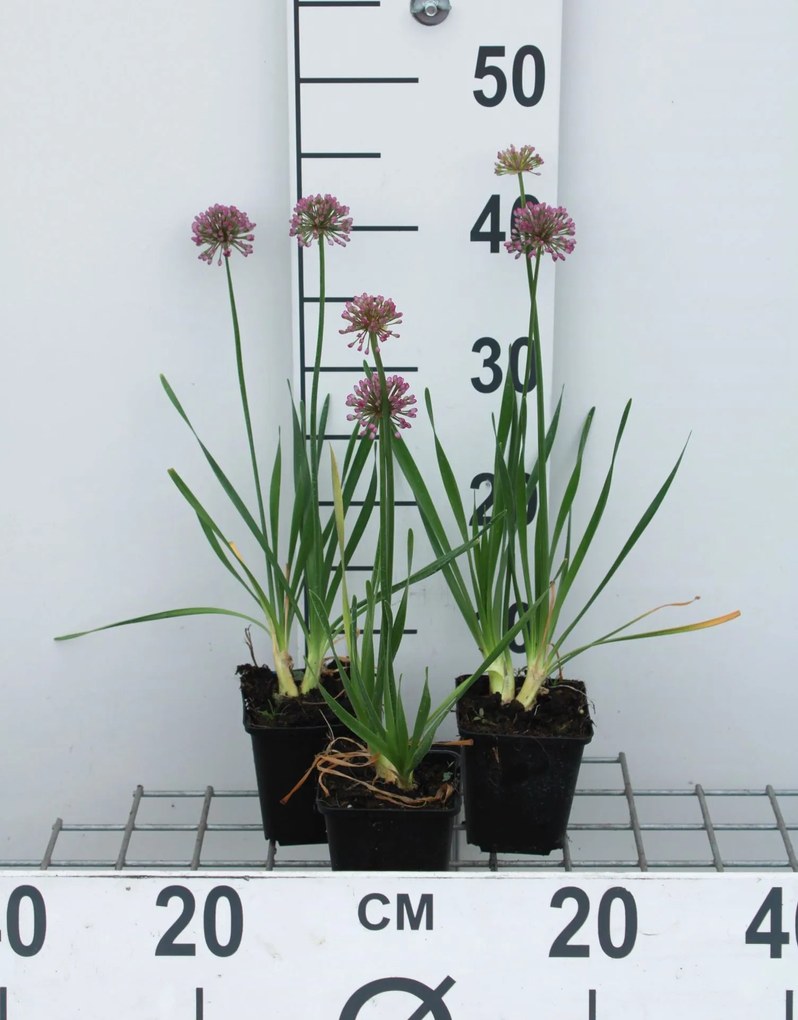 Allium 'Millennium' - pot 9x9 cm -