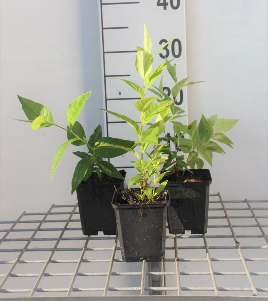 Amsonia tabernaemontana - pot 9x9 cm - Stermaagdenpalm / Blauwe ster