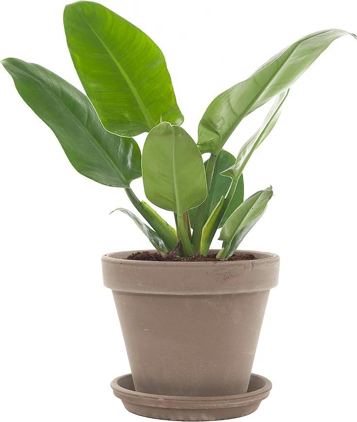 Philodendron Imperial Green incl. taupe pot