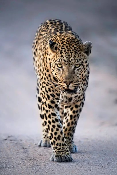 Foto Leopard Portrait, Kathleen Reeder Wildlife Photography