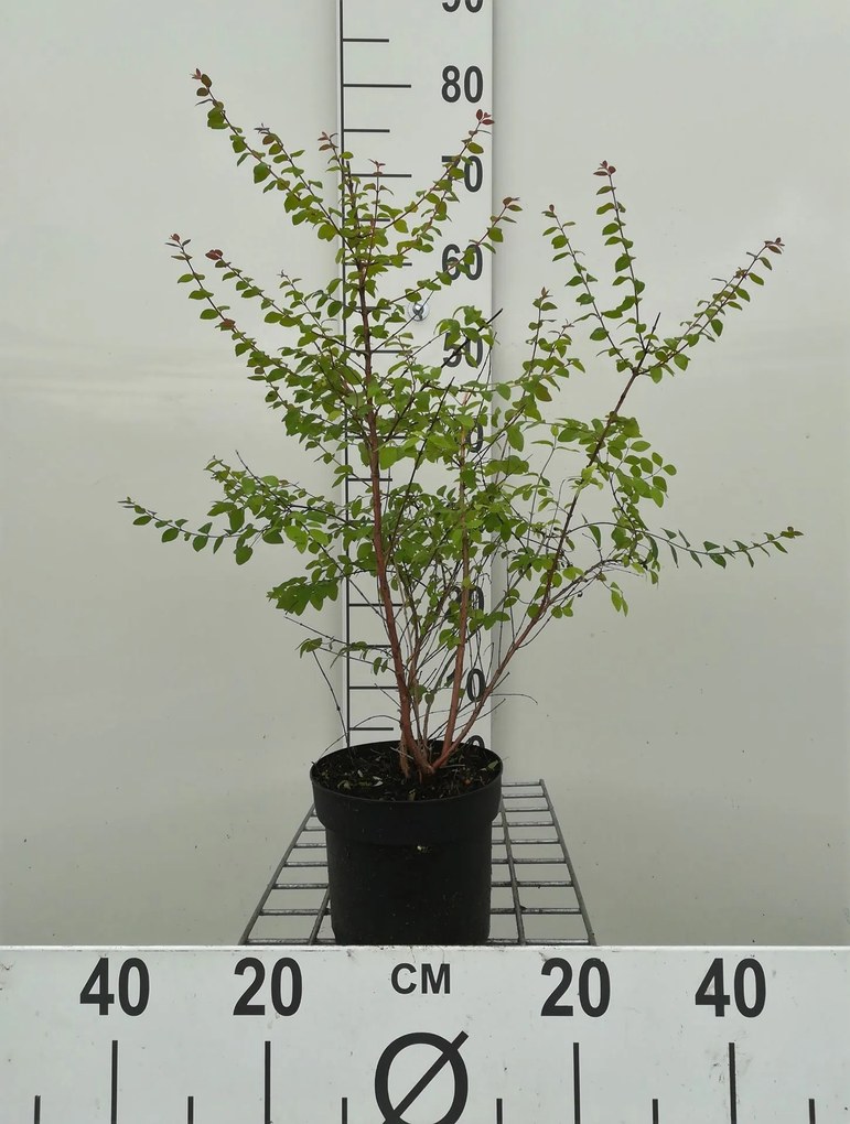 Symphoricarpos x chenaultii 'Hancock' - pot 1,3L - 30-40 cm -